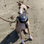 Un Italian Greyhuahua assis sur une surface sableuse est qui est tenu en laisse 