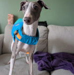 Un Italian Greyhuahua sur un canap&eacute; et portant un harnais 