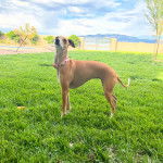 Un Italian Greyhuahua sur une surface herbac&eacute;e et portant un collier autour du cou