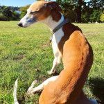 Un Italian Greyhuahua assis sur un terrain herbeux et portant un collier autour du cou