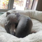 Un Italian Greyhuahua allong&eacute; dans un panier et semblant dormir 