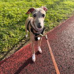 Un Italian Greyhuahua sur une surface bitum&eacute;e et qui est tenu en laisse 