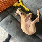 Un Italian Greyhuahua allong&eacute; sur un canap&eacute; 