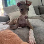 Un Italian Greyhuahua allong&eacute; sur un canap&eacute; et semblant d&eacute;tendu 