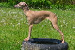 Un Italian Greyhuahua sur un pneu 