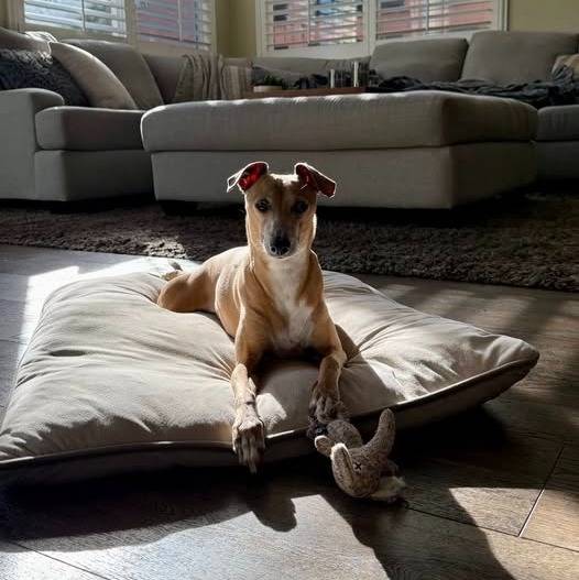 Un Italian Greyhuahua allongé et regardant vers la caméra 