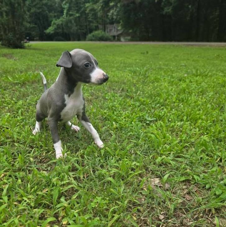Un Italian Greyhuahua sur un terrain herbeux 