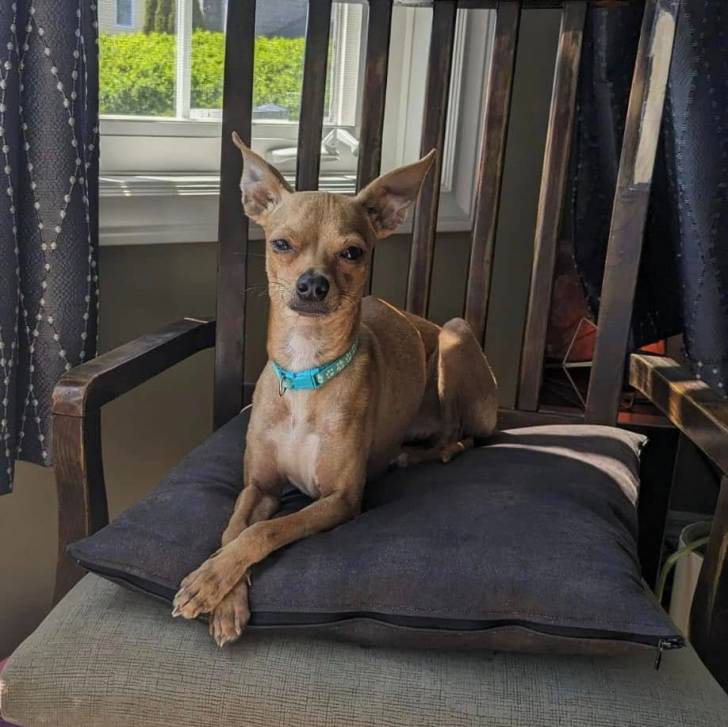 Un Italian Greyhuahua assis sur une chaise et portant un collier autour du cou