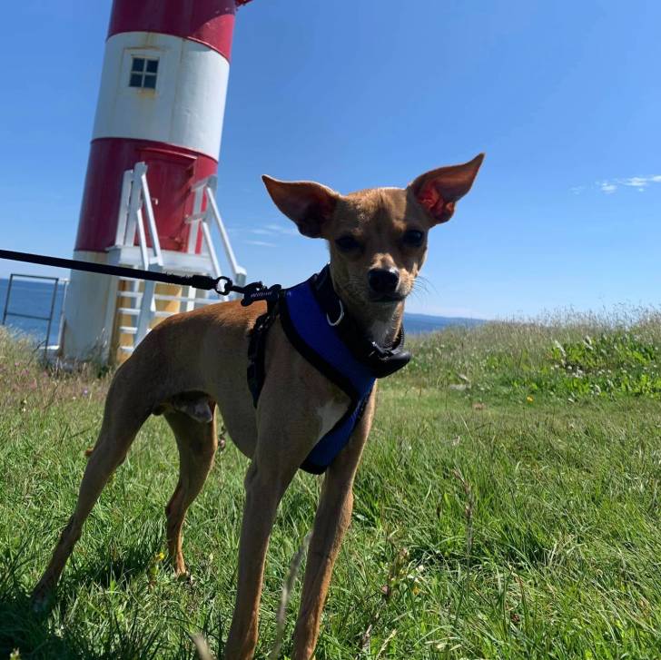Un Italian Greyhuahua sur une surface herbacée et qui est tenu en laisse