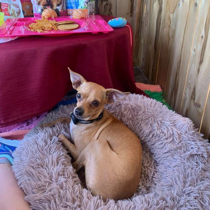 Un Italian Greyhuahua allongé dans un panier et portant un collier autour du cou