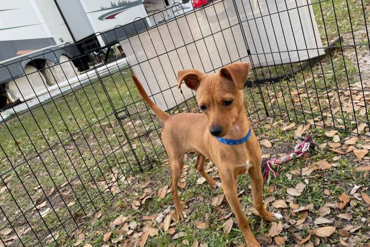 Un Italian Greyhuahua sur un sol jonchés de feuilles mortes et portant un collier autour du cou