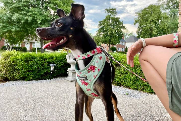 Un Italian Greyhuahua sur des gravillons et qui est tenu en laisse 