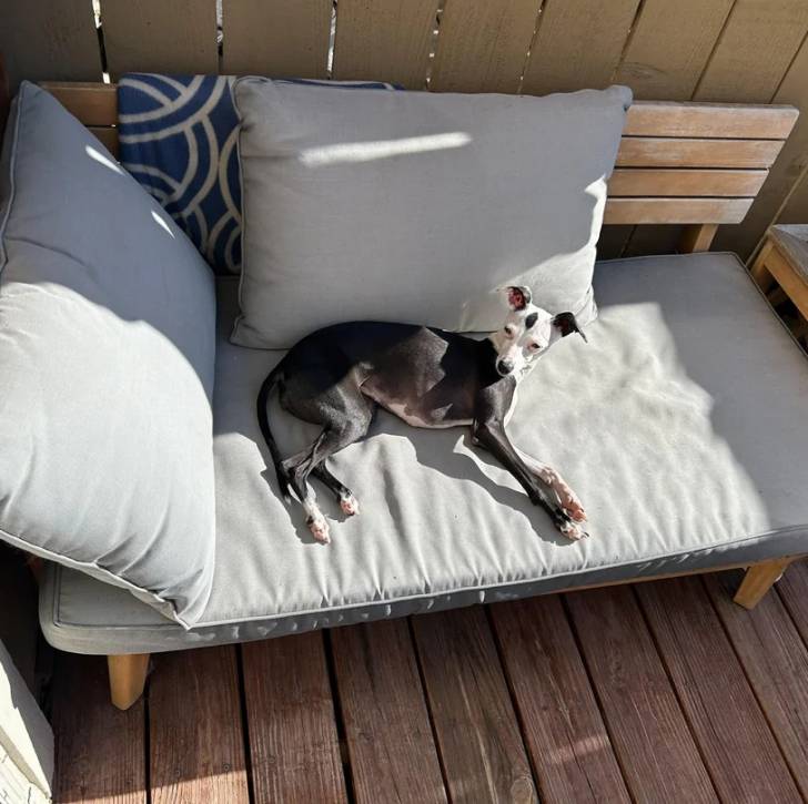Un Italian Greyhuahua allongé sur un canapé et semblant détendu 