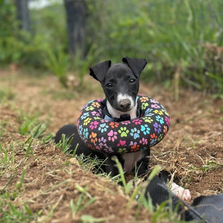 Un Italian Greyhuahua regardant vers la caméra et qui est tenu en laisse 