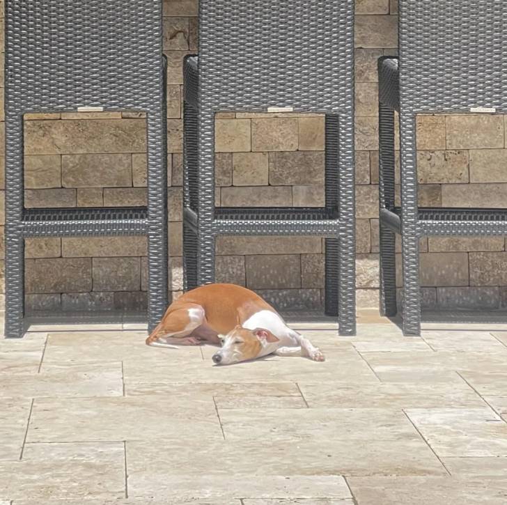 Un Italian Greyhuahua assis sur un sol carrelé et semblant détendu