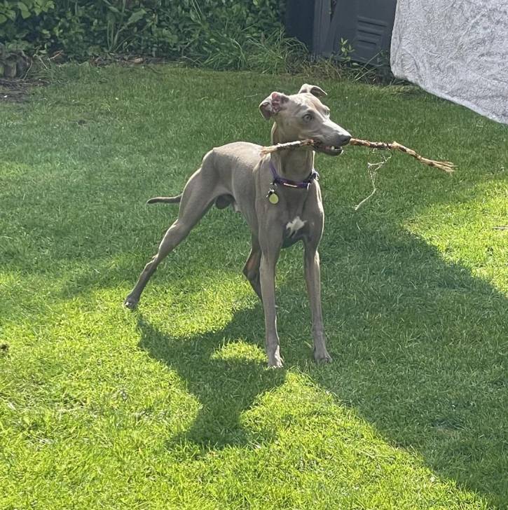 Un Italian Greyhuahua ayant un bâton dans sa gueule et portant un collier autour du cou