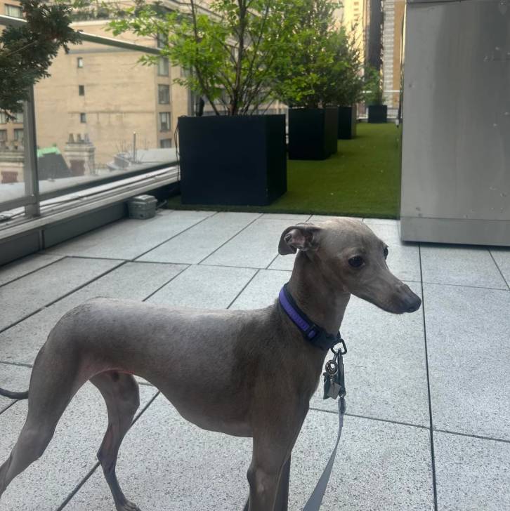 Un Italian Greyhuahua sur une surface bétonnée et qui est tenu en laisse 