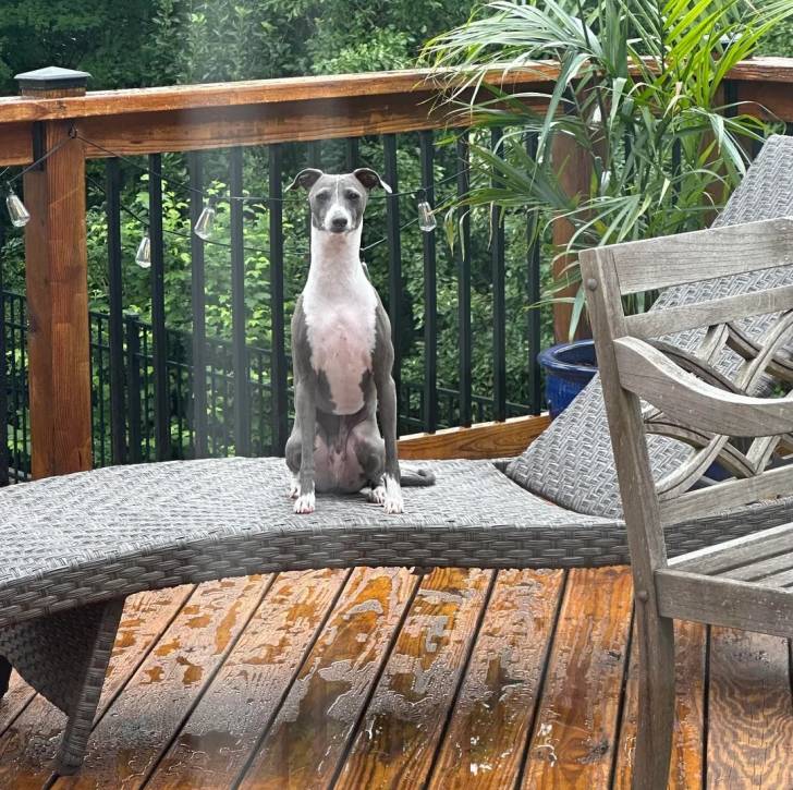 Un Italian Greyhuahua assis sur un transat et regardant vers la caméra 