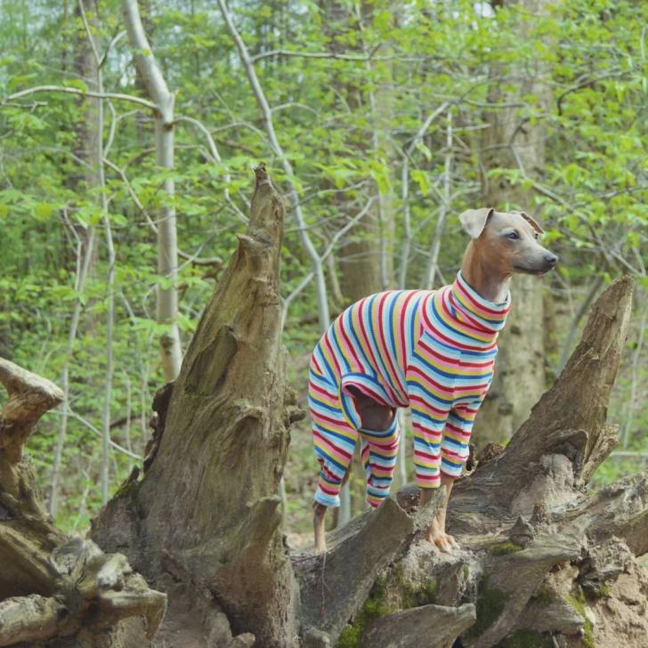 Un Italian Greyhuahua sur un arbre et portant un habit pour chien 