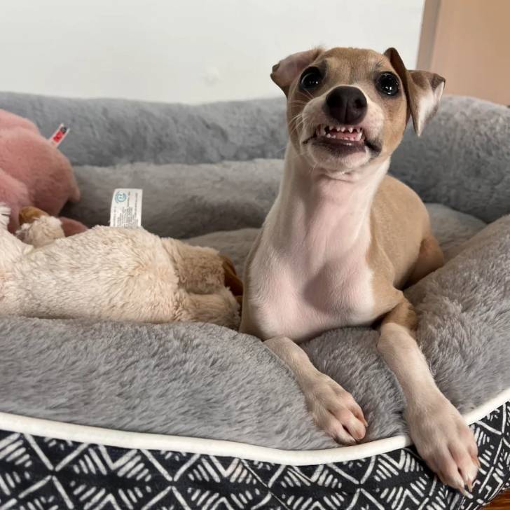 Un Italian Greyhuahua allongé dans un panier et semblant grogner 