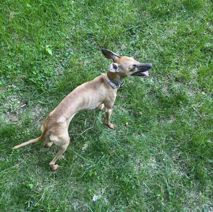 Un Italian Greyhuahua sur une surface herbacée et portant un collier autour du cou
