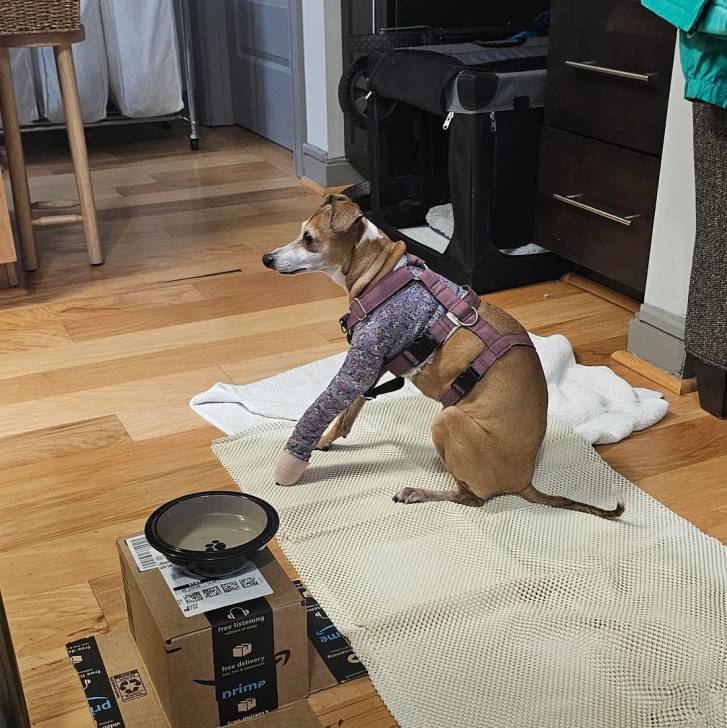 Un Italian Greyhuahua assis sur un tapis et portant un plâtre 