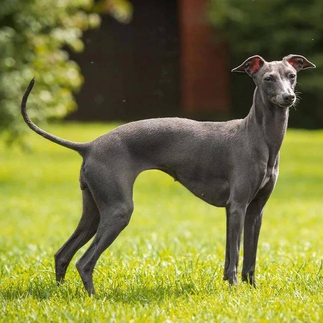 Un Italian Greyhuahua sur une terrain gazonné et regardant vers la caméra