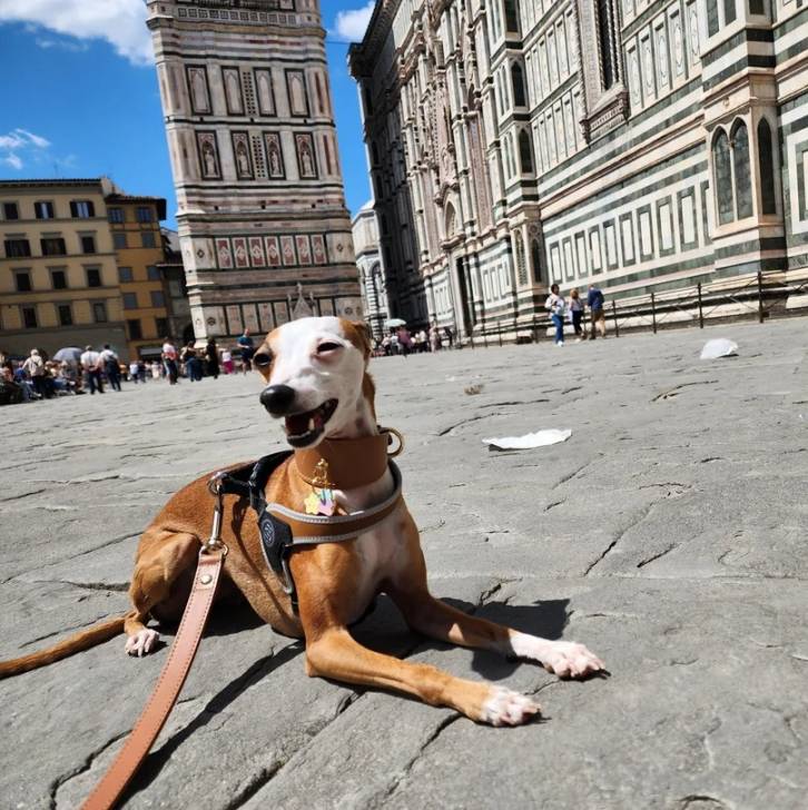 Un Italian Greyhuahua sur un sol pavé et qui est tenu en laisse 