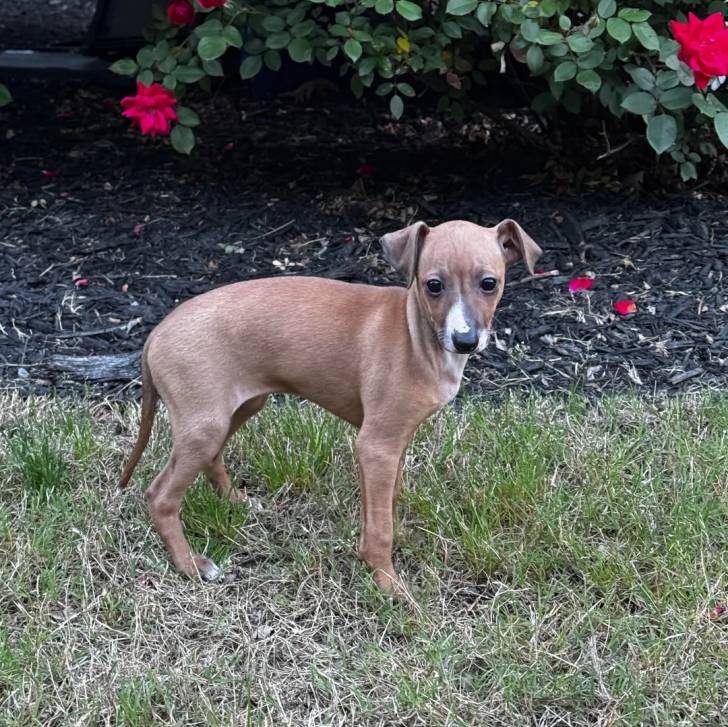 Un chiot Italian Greyhuahua sur un terrain herbeux 