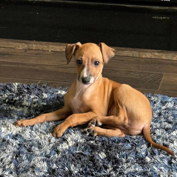 Un Italian Greyhuahua allongé sur un tapis et regardant vers la caméra 