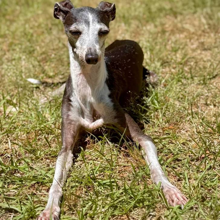 Un Italian Greyhuahua allongé sur une surface herbacée et semblant détendu 