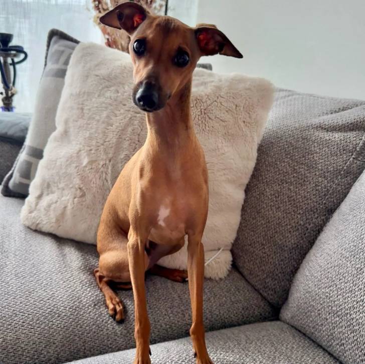 Un Italian Greyhuahua assis sur un canapé et semlant détendu
