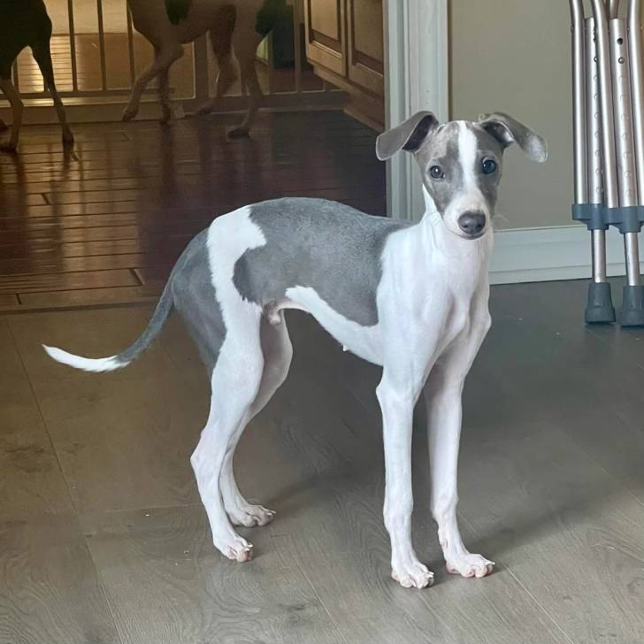 Un Italian Greyhuahua sur un plancher et regardant vers la caméra 