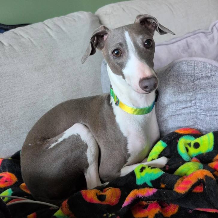 Un Italian Greyhuahua allongé sur un canapé et portant un collier autour du cou