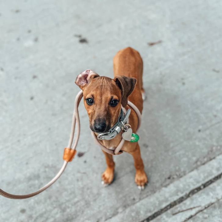 Un chiot Italian Greyhuahua sur une surface bétonnée et qui est tenu en laisse