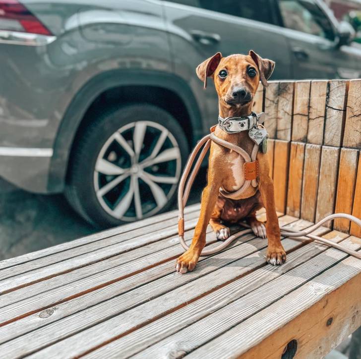 Un Italian Greyhuahua assis sur une surface bétonnée et qui est tenu en laisse 