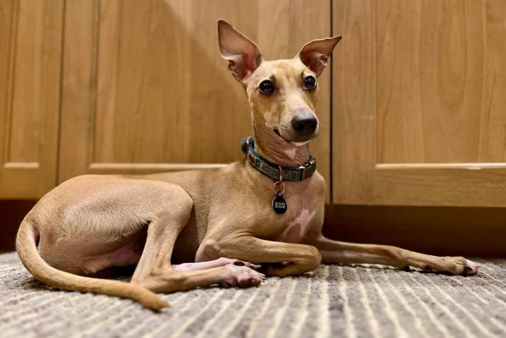 Un Italian Greyhuahua allongé sur une moquette et portant un collier autour du cou