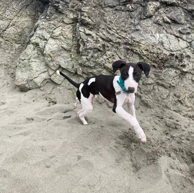 Un Italian Greyhuahua sur une surface sableuse et portant un collier autour du cou