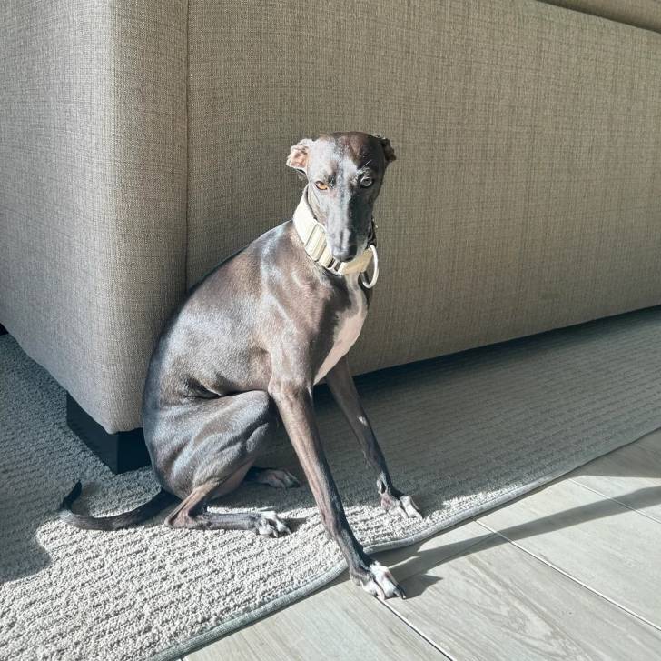 Un Italian Greyhuahua assis sur un tapis et portant un collier autour du cou
