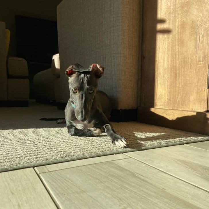 Un Italian Greyhuahua allongé sur un tapis 
