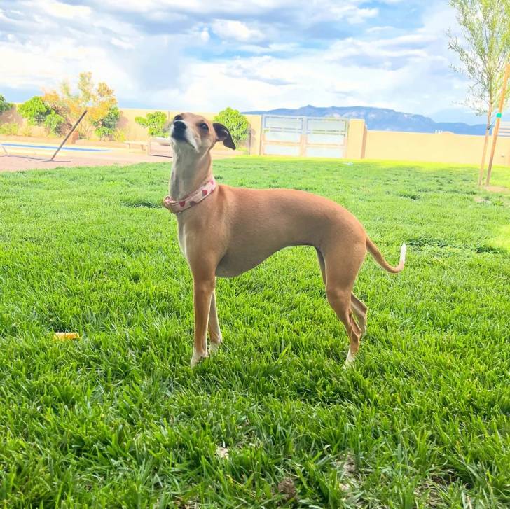 Un Italian Greyhuahua sur une surface herbacée et portant un collier autour du cou