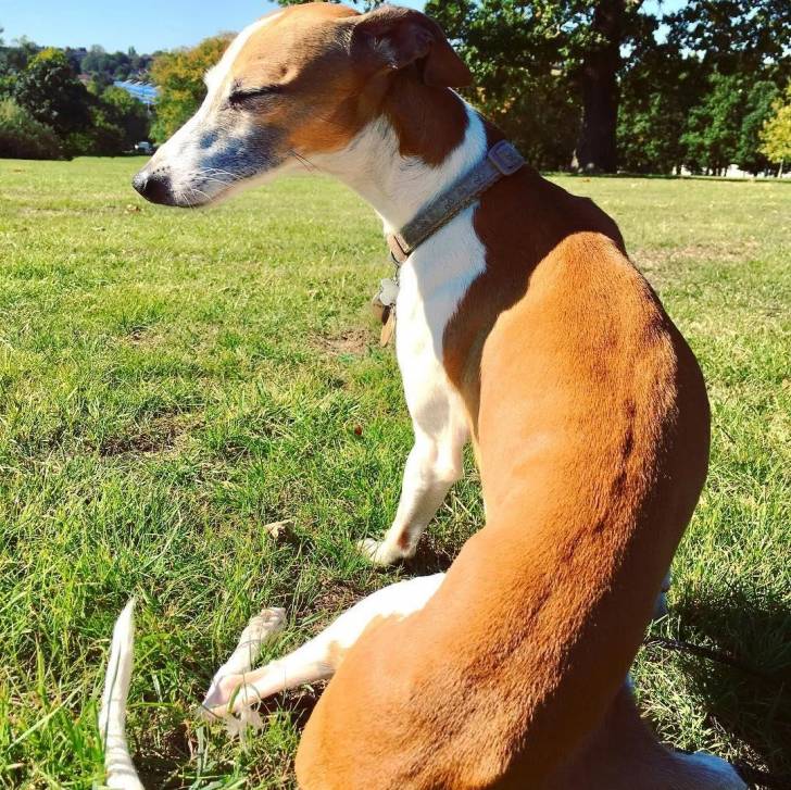 Un Italian Greyhuahua assis sur un terrain herbeux et portant un collier autour du cou