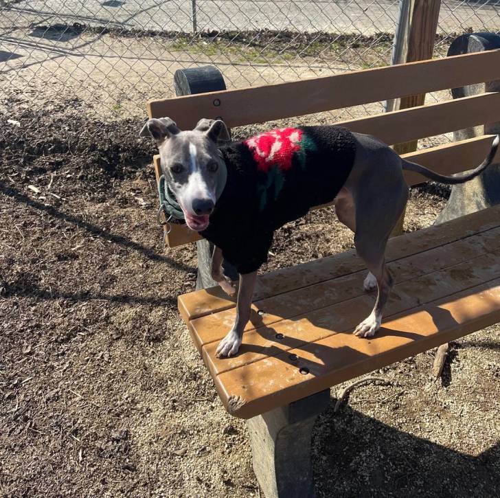 Un Italian Greyhuahua sur un banc en bois et portant un habit pour chien