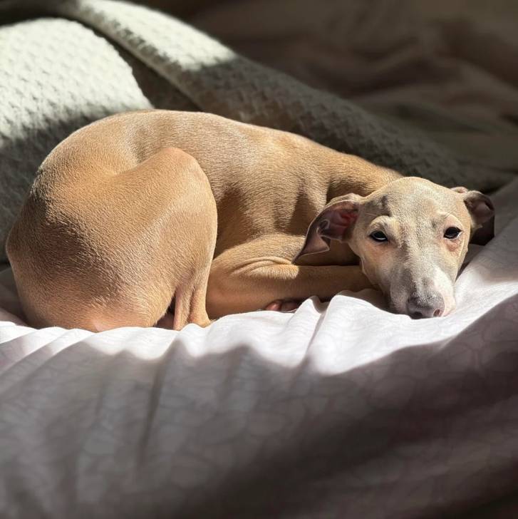 Un Italian Greyhuahua allongé et regardant vers la caméra 