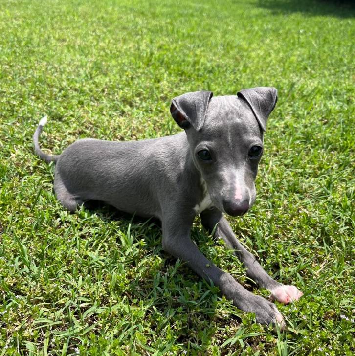 Un chiot Italian Greyhuahua allongé sur une surface gazonnée 