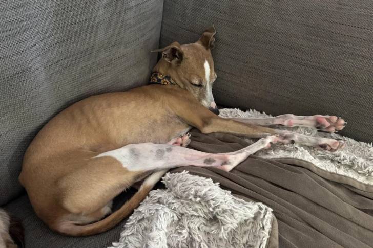 Un Italian Greyhuahua allongé sur un canapé et portant un collier autour du cou
