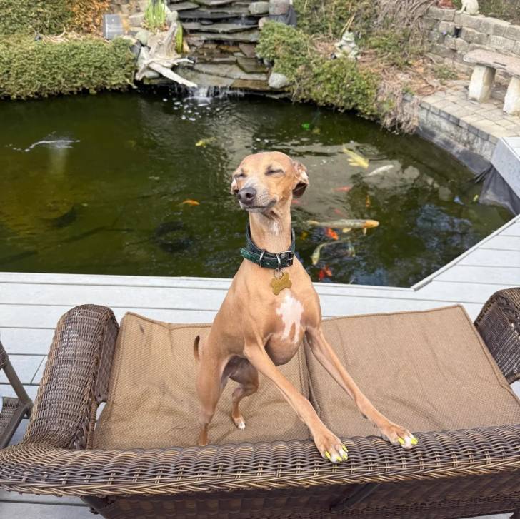 Un Italian Greyhuahua sur un canapé et portant un collier autour du cou
