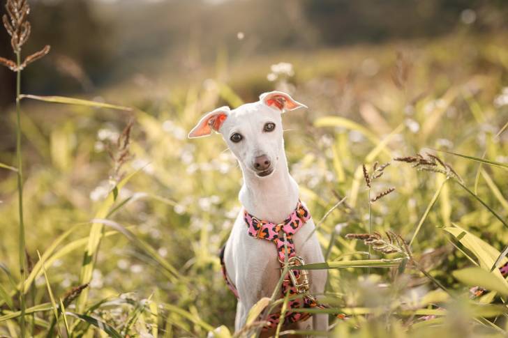 Un Italian Greyhuahua regardant vers la caméra et portant un harnais 