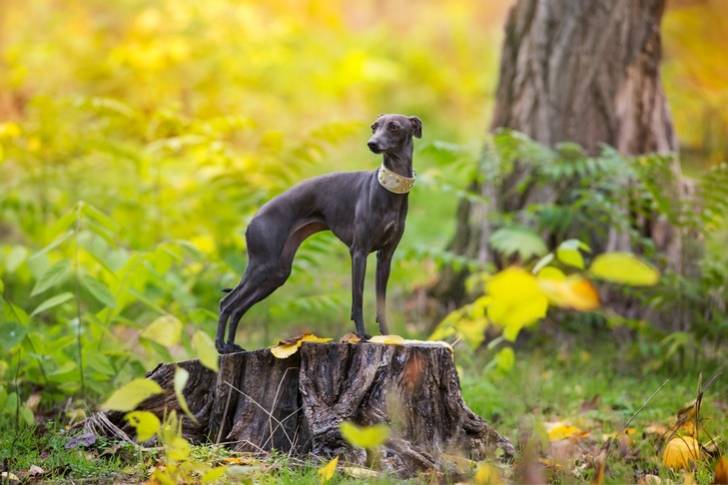 Un Italian Greyhuahua sur un tronc d'arbre et portant un collier autour du cou