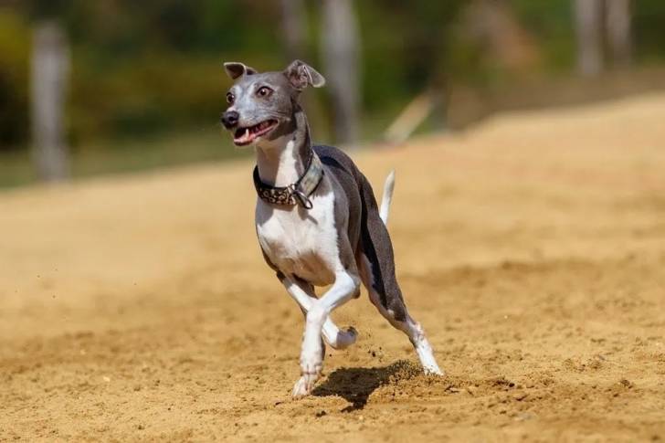 Un Italian Greyhuahua sur une surface sableuse et portant un collier autour du cou